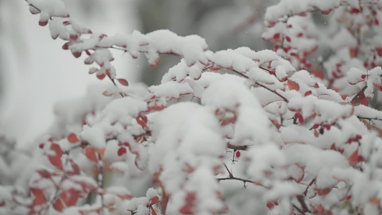 First snow delicately covers the lolg slender branches of a decorative shrub, highlighting the red berries in a close-up parallax view