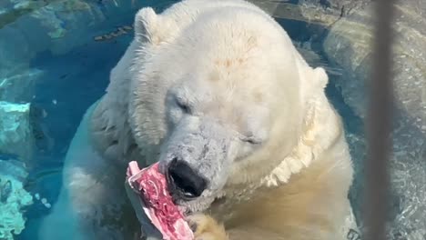 extreme close-up polar bear sitting in water chewing on red meat holding it with both paws