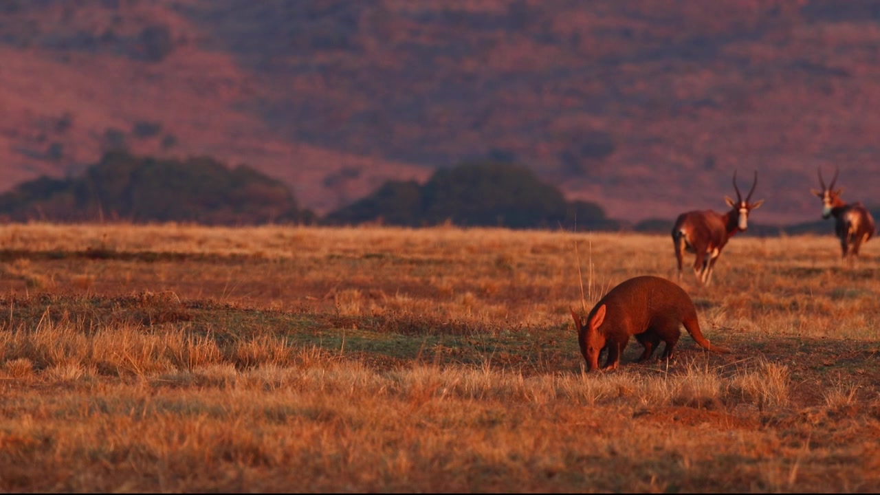 Rare Aardvark forages for termites across the African grassland at dusk