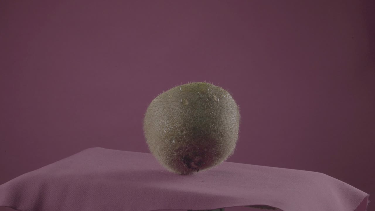 키위 가 크로마 키 를 위한 푸키아 스크린 에 루프 를 고 회전