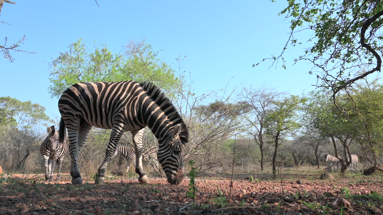Zebra delle pianure (Equus quagga burchellii) che pascola in primo piano, altre si avvicinano.