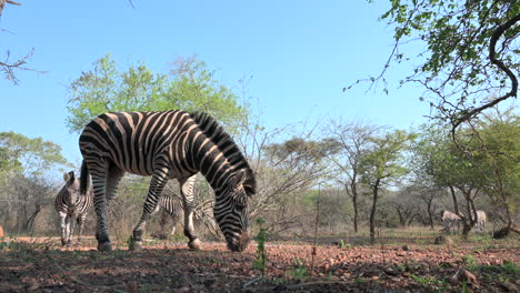 plains zebra (equus quagga burchellii )  grazing close-up, others approaching.