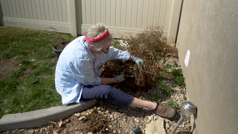 mature woman cutting back the dead winter stems to make room for spring growth