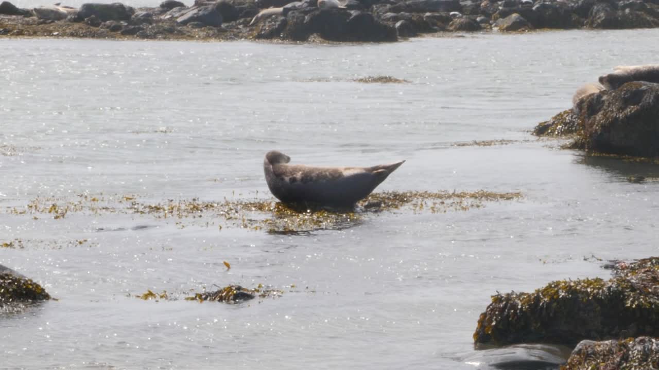 la foca descansando en una soleada costa islandesa con aguas brillantes y lechos de algas
