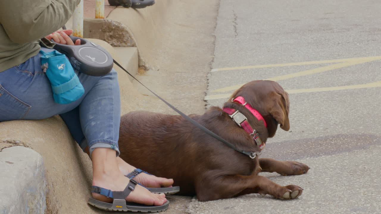 Adorable Brown Dog Lying On The Ground Next To Its Owner Sitting At The Dogwood Festival In Siloam Springs, Arkansas