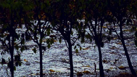 Aufnahmen-Durch-Die-Büsche-Zeigen,-Wie-Das-Regenwasser-Eines-Regensturms-Auf-Dem-Boden-Weggespült-Wird