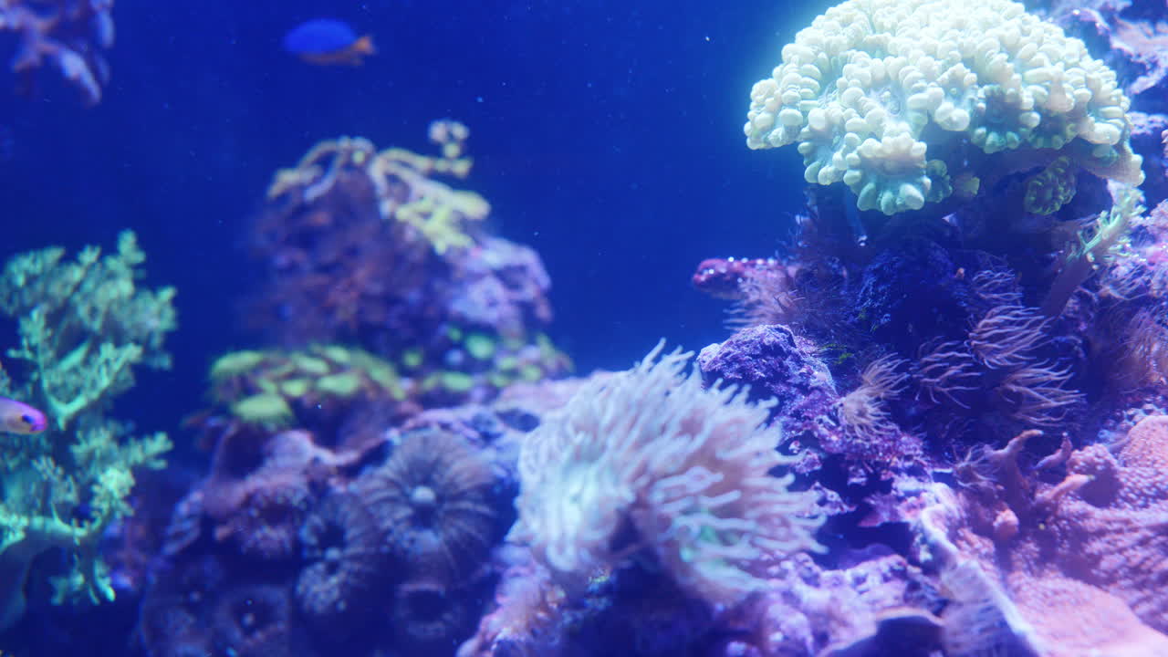 Тропическая рыба в аквариуме