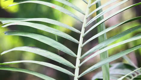 close up of a green palm leave panning up with pull focus to background