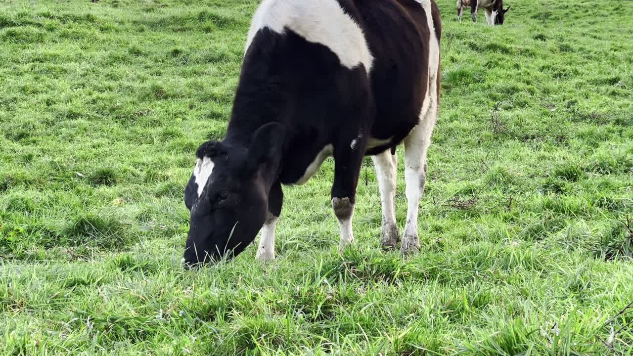 A black and white cow grazes peacefully on lush green grass in a New Zealand farm pasture, embodying calm and sustainability.
