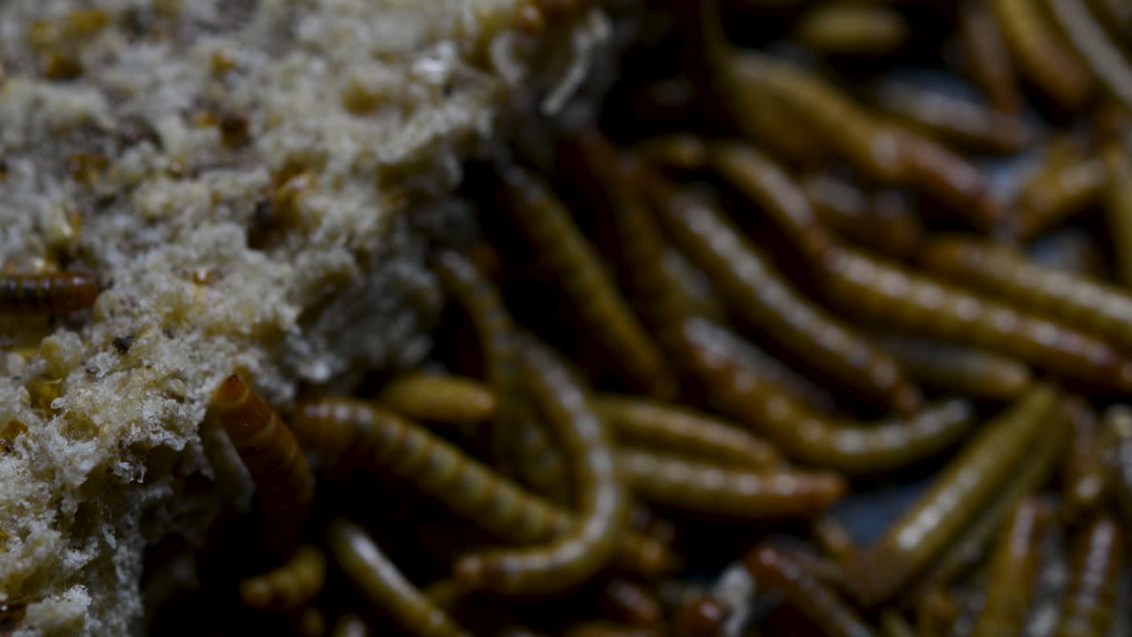 el gusano de la harina es una especie de escarabajo oscuro que se usa para alimentar mascotas como peces, serpientes, pájaros y ranas