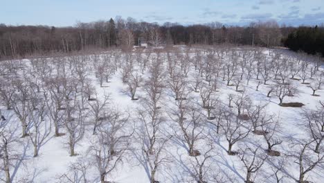 Ikonischer-Obstgarten-In-Der-Wintersaison,-Drohnenansicht-Aus-Der-Luft