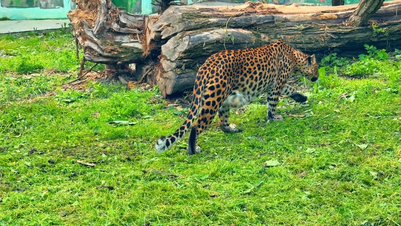 Leopardo se afastando na grama verde ao lado de um tronco grande. Vista de costas de um leopardo malhado dentro de um recinto com um tronco de árvore caído.