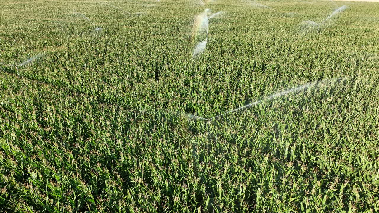 Irrigation of a corn field