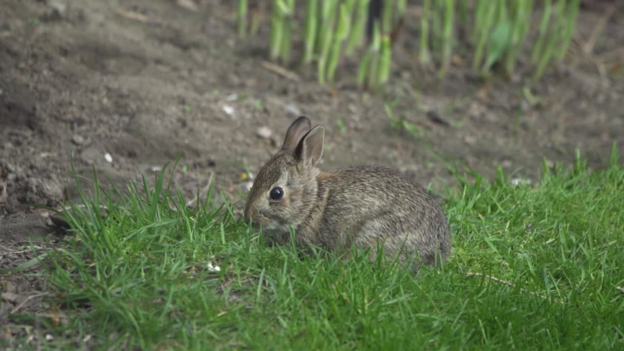 lindo retrato de conejito salvaje, pastando en la hierba durante la primavera en cámara lenta
