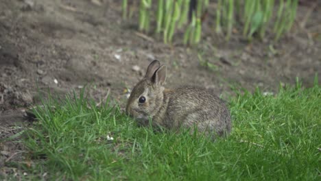 lindo retrato de conejito salvaje, pastando en la hierba durante la primavera en cámara lenta