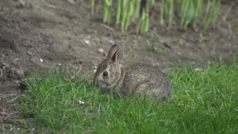 cute wild bunny rabbit portrait, grazing in grass during spring in slow motion