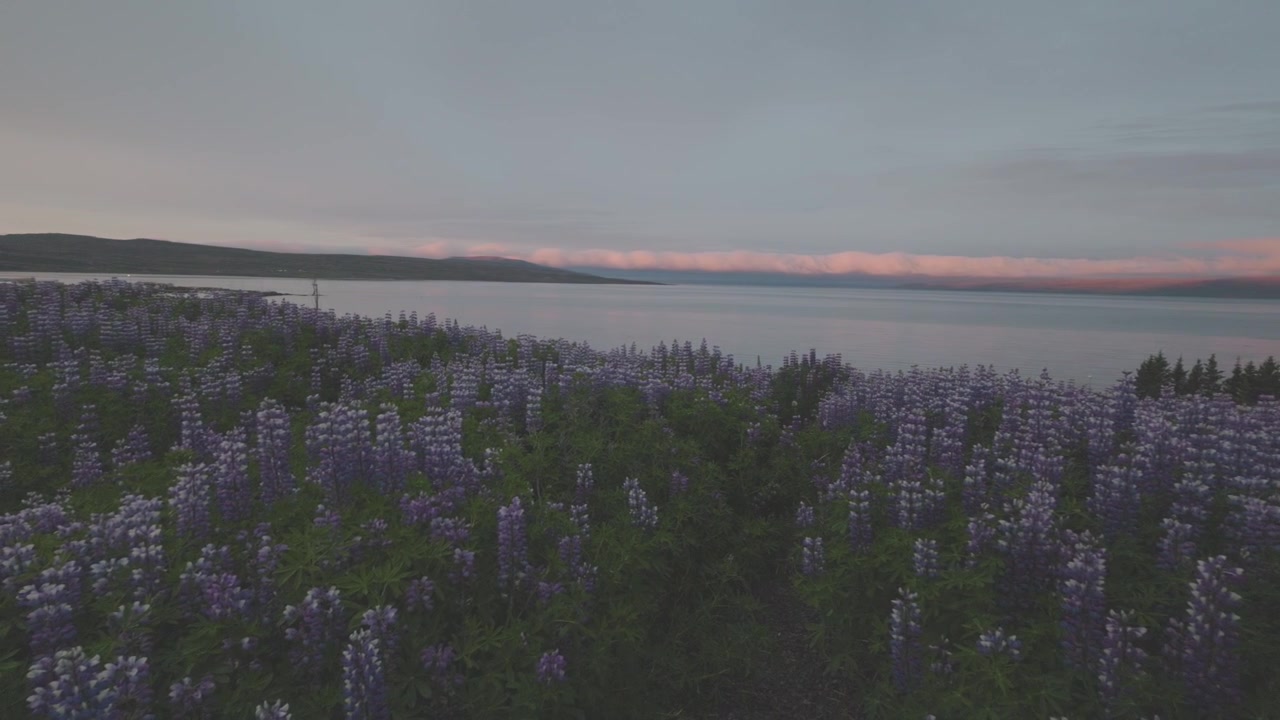 Naturskjønn utsikt over blomstrende lilla lupiner ved fjordkysten ved solnedgang i Holmavik på Island