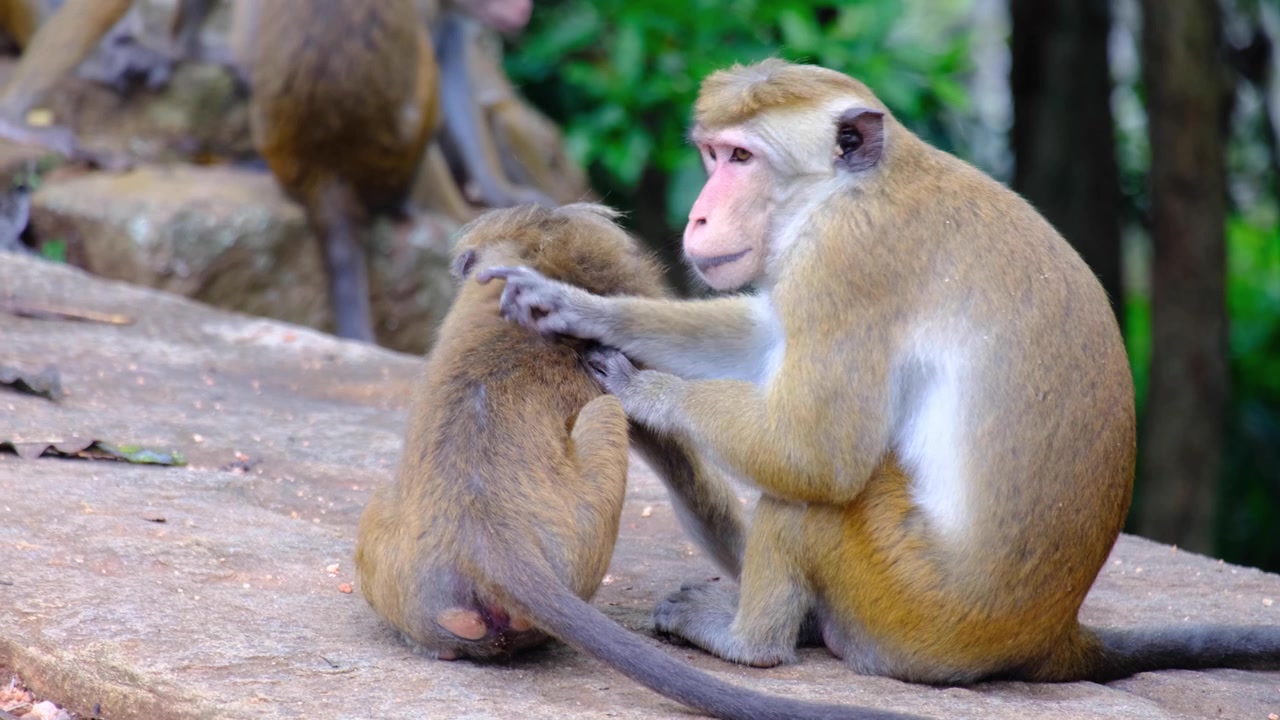 Mother and child toque macaque monkeys grooming for fleas in Sri Lanka