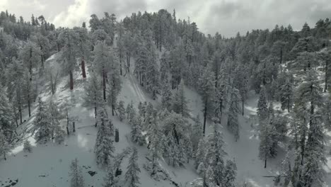 Luftaufnahmen-Von-Bergen-Und-Bäumen,-Die-Mit-Frischem-Schnee-Bedeckt-Sind