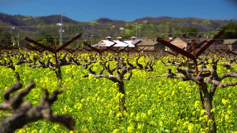 Vibrant-Colorful-yellow-and-green-Mustard-flowers-in-Napa-Valley-vineyards-California-slow-push-in-on-old-winery