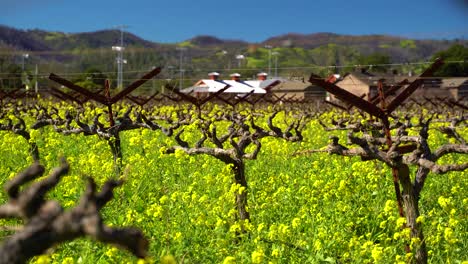 vibrantes coloridas flores de mostaza amarillas y verdes en los viñedos del valle de napa california lentamente empujar en la vieja bodega