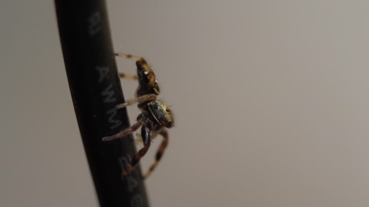 Jumping Spider: Intricate Details of a Small Arachnid