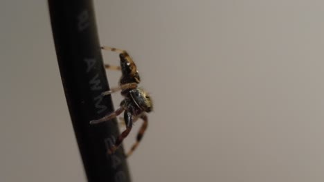jumping spider: intricate details of a small arachnid