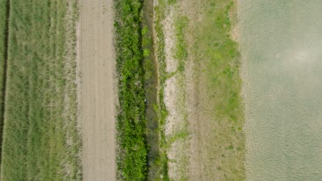 Luftaufnahme-Eines-Reifenden-Getreidefeldes-Aus-Der-Vogelperspektive,-ökologischer-Landbau,-Ländliche-Landschaft,-Produktion-Von-Nahrungsmitteln-Und-Biomasse-Für-Nachhaltige-Bewirtschaftung,-Sonniger-Sommertag,-Aufsteigender-Drohnenschuss