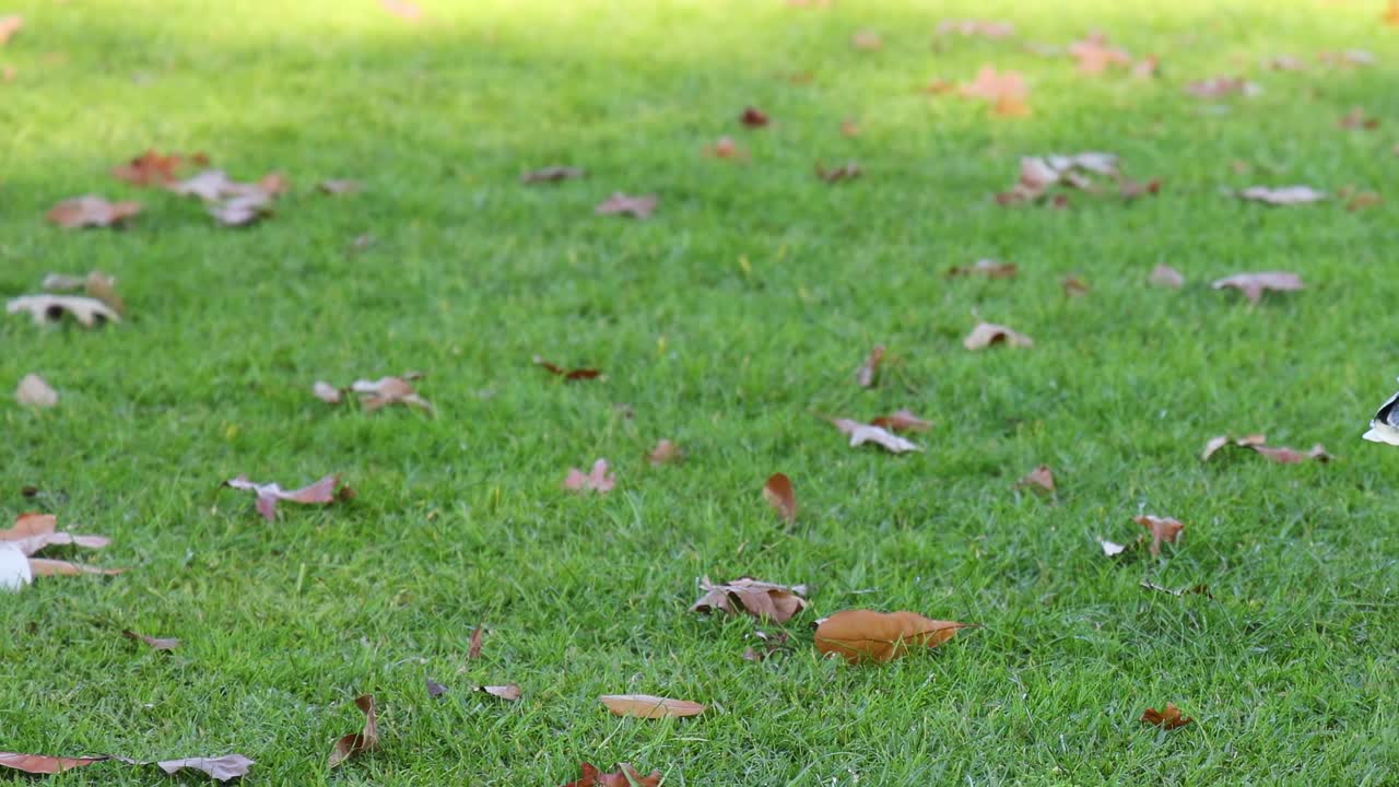 An ibis walks across a grassy area scattered with leaves, showcasing its natural behavior.