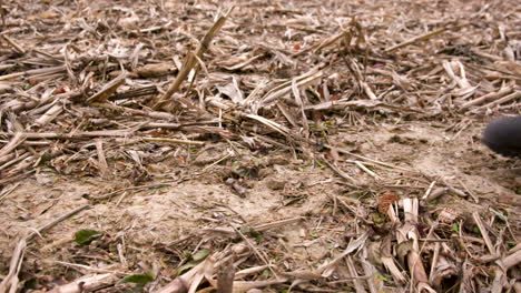 chasseur marchant dans un champ de maïs