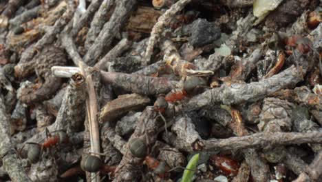 colina de hormigas salvajes en el bosque súper macro primer plano