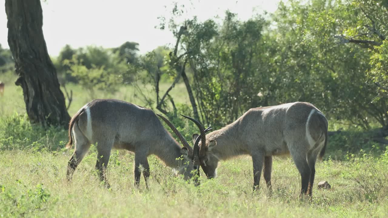 Two waterbuck males clashing horns while an impala antelope is walking by in the foreground, Kruger National Park.