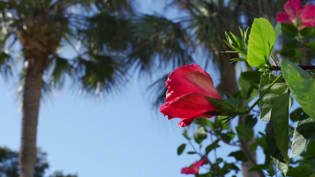 calmante vista de un hibisco rojo y algunas palmeras tropicales en el fondo con un cielo azul en verano soleado en florida