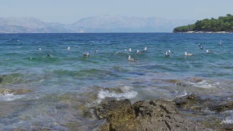 Möwen-Schwimmen-Im-Blauen-Wasser-Des-Ruhigen-Meeres,-Das-Auf-Den-Kleinen-Wellen-Schaukelt