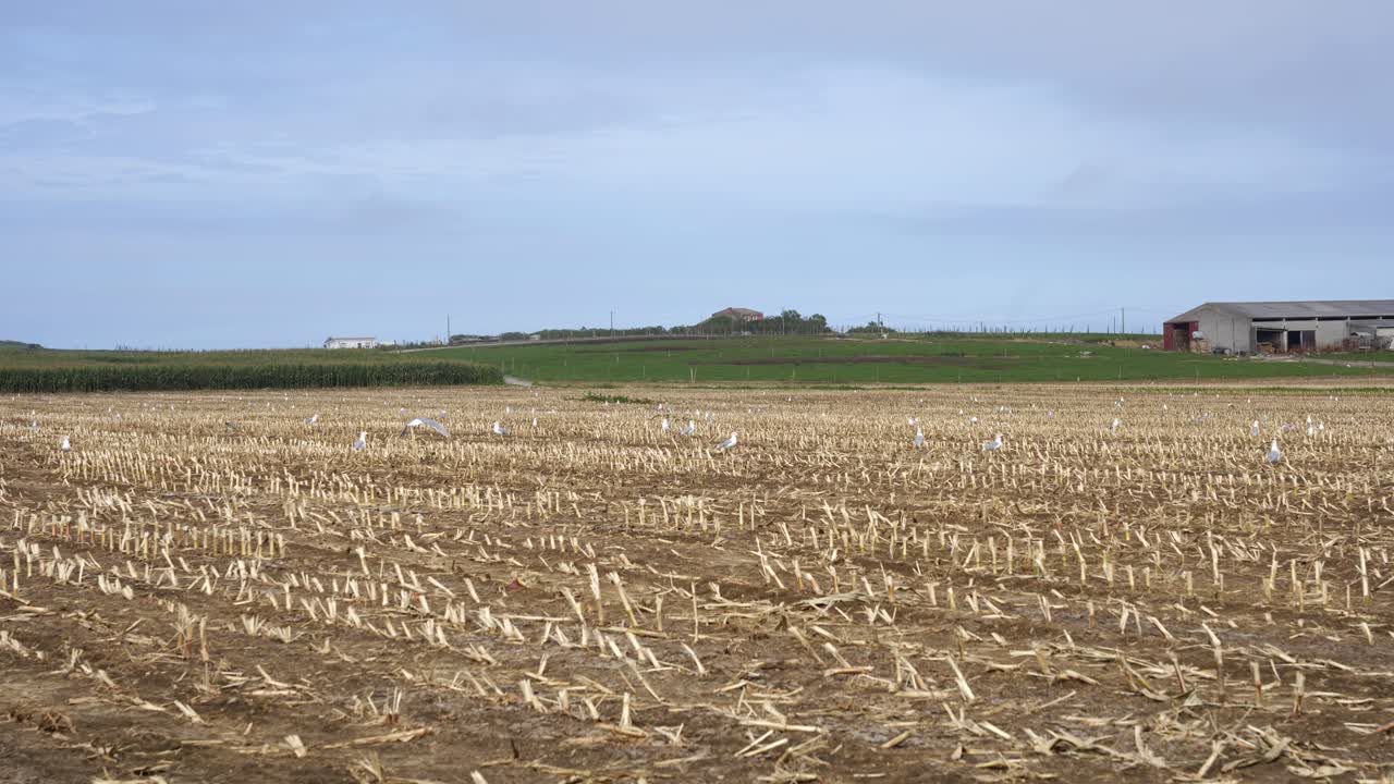 Seagulls in a Harvested Cornfield
