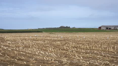 seagulls in a harvested cornfield