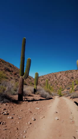 desert landscape with cacti and hiking trail