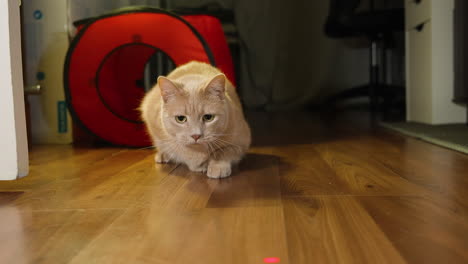 el gato salta rápidamente de debajo de la silla de la oficina para perseguir el punto rojo, preparándose para saltar