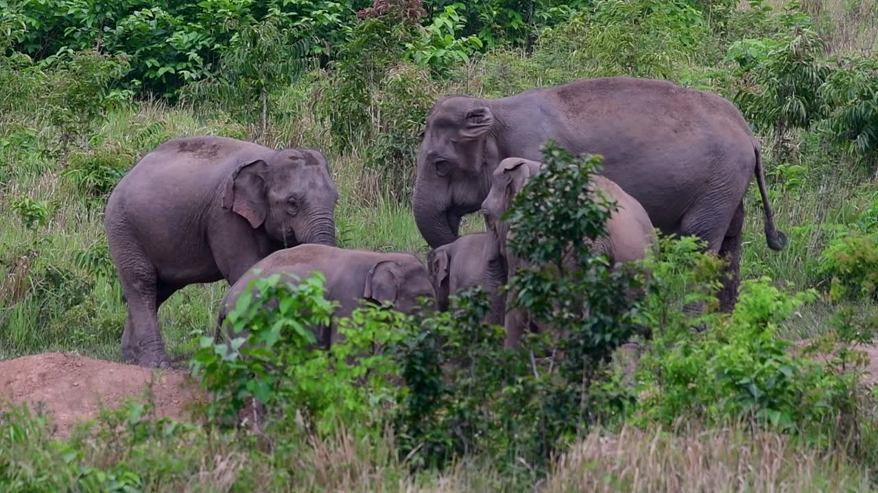 The Asiatic Elephants are endangered species and they are also residents of Thailand