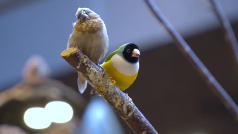 close up gouldian finch and society finch looking around on tree branch