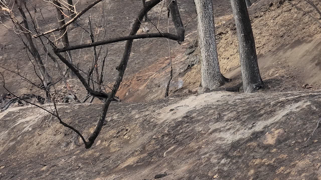 나뭇가지의 슬라이딩 샷과 숲에 남겨진 부시 산불
