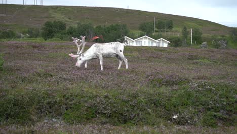 manada de renos al norte del círculo polar ártico en noruega, incluido un reno blanco