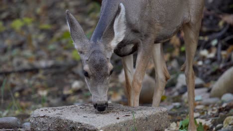 mule deer eating green leaves