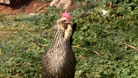 white chicken in a garden