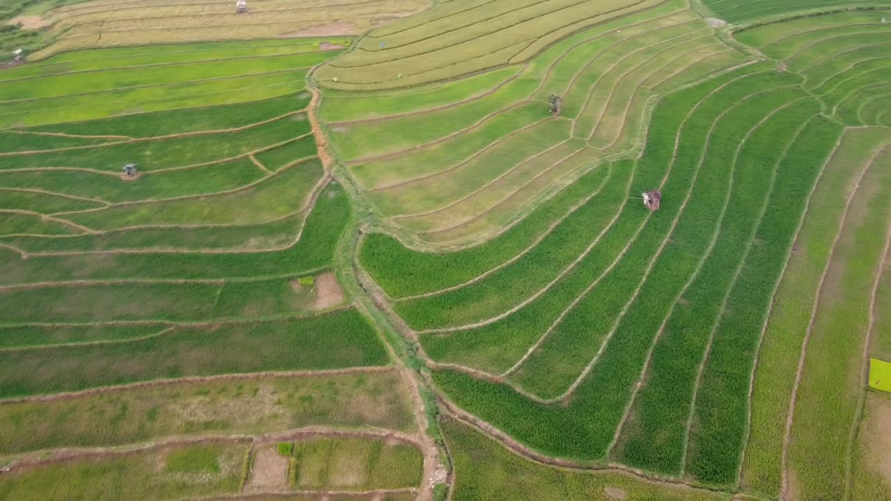 la belleza de los campos de arroz verdes y fértiles con arroz listo para ser cosechado