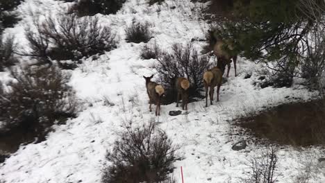 mother elk with calves roaming in winter at boise national forest in idaho, usa
