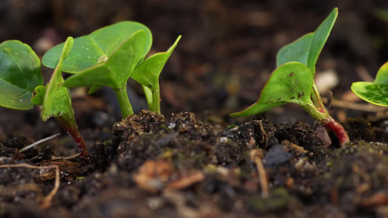 fila de brotes de rábano que crecen en suelo enmendado con compost