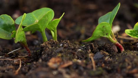 row of radish sprouts growing in soil amended with compost