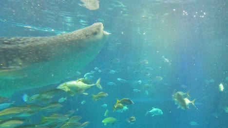 gentle giant glides through a vibrant underwater scene