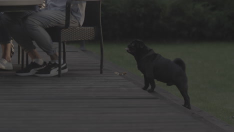 Cute-puppy-standing-near-people-on-backyard.-Little-dog-breathing-hard-outside